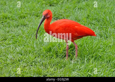 Scarlet Ibis (Eudocimus Ruber), Gefangenschaft, Plettenberg Bay, Western Cape, Südafrika Stockfoto