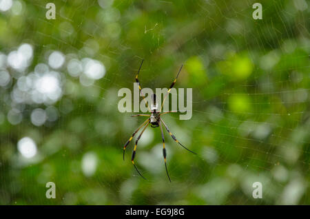 Golden Silk Orbweaver (Nephila Clavipes) über das Internet, Provinz Puntarenas, Costa Rica Stockfoto