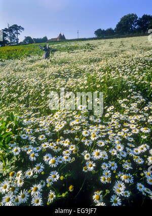 Vogelscheuche und Oast House nach einem Daisy-Feld. Kent. UK Stockfoto