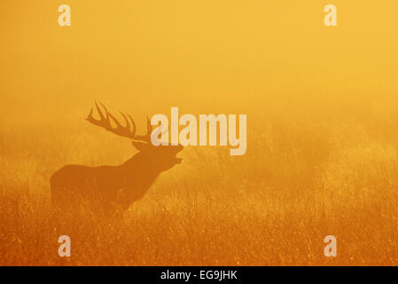 Rotwild-Hirsch brüllen bei Sonnenaufgang. Richmond Park in London Stockfoto