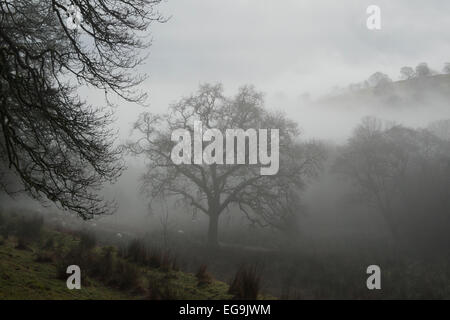 Carmarthenshire, Wales, UK. 20. Februar 2015.  Feuchten, nebliges Wetter bewegt sich in einem Tal und umgeben von Bäumen und Hügeln an einem kalten trockenen Wintertag in Carmarthenshire, West Wales UK.   Kathy DeWitt/AlamyLiveNews Stockfoto