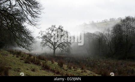 Carmarthenshire, Wales, UK. 20. Februar 2015.  Feuchten, nebliges Wetter bewegt sich in einem Tal und umgeben von Bäumen und Hügeln an einem kalten trockenen Wintertag in Carmarthenshire, West Wales UK.   Kathy DeWitt/AlamyLiveNews Stockfoto