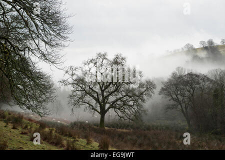 Carmarthenshire, Wales, UK. 20. Februar 2015.  Feuchten, nebliges Wetter bewegt sich in einem Tal und umgeben von Bäumen und Hügeln an einem kalten trockenen Wintertag in Carmarthenshire, West Wales UK.   Kathy DeWitt/AlamyLiveNews Stockfoto