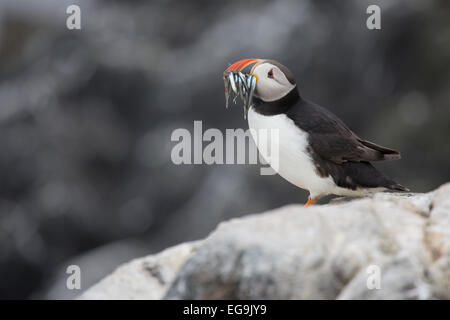 Papageitaucher. Farne Islands, Northumberland UK Stockfoto