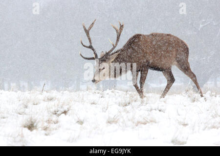 Rotwild-Hirsch im Schnee in Richmond Park, London Stockfoto