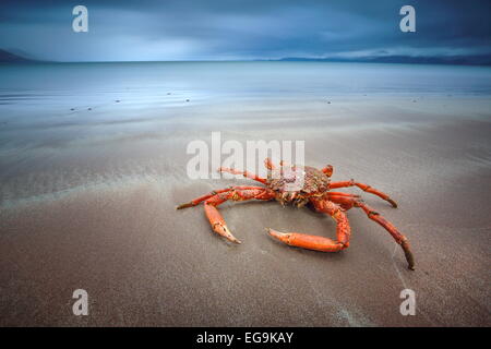 Irland, Kerry, Rossbeigh Strand, Krabbe Stockfoto