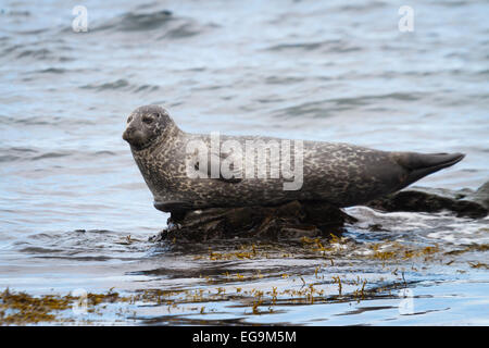 Harbor Seal oder Seehunde (Phoca Vitulina) ruht. Stockfoto