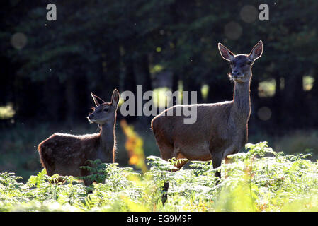 Red Deer Hind und Kalb. Richmond Park in London Stockfoto