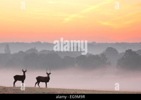 Rothirsch Hirsch bei Sonnenaufgang. Richmond Park, London UK Stockfoto
