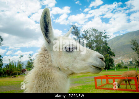 Closeup Portrait von niedlichen Lama Stockfoto