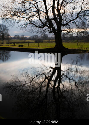 Winter Baum Silhouette spiegelt sich in Ripon Wasserkanal noch North Yorkshire England Stockfoto