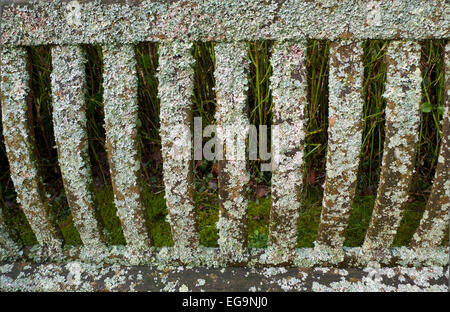Carmarthenshire, Wales, UK. Freitag, 20. Februar 2015.  Flechten wächst auf trockenen kalten Februartag in Carmarthenshire, West Wales UK auf einer Gartenbank.   Kathy DeWitt/AlamyLiveNews Stockfoto