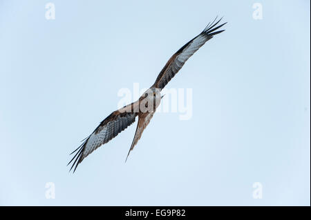 Rotmilan im Flug gegen blauen Himmel Stockfoto