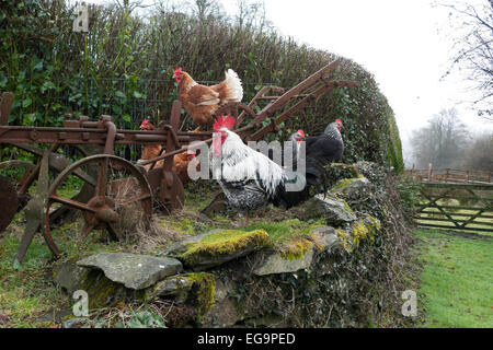 Carmarthenshire, Wales, UK. 20. Februar 2015.  Freilaufenden Hühner und Hahn sitzen auf einer alten Pflug und Stein Mauer bei trockener Kälte auf einen Kleinbetrieb ländlichen Garten in Carmarthenshire, West Wales UK.   Kathy DeWitt/AlamyLiveNews Stockfoto