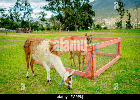 niedliche Lama hinter einem Zaun Stockfoto