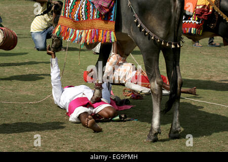 Musiker Show eingerichtet Bull Gangireddu Fähigkeiten während Sankranti pongal hinduistische Festivals am Januar 14,2014 in in Hyderabad, Indien. Stockfoto