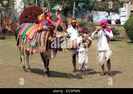 Musiker Show eingerichtet Bull Gangireddu Fähigkeiten während Sankranti pongal hinduistische Festivals am Januar 14,2014 in in Hyderabad, Indien. Stockfoto