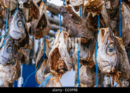 Dierd Fisch, Island Stockfoto