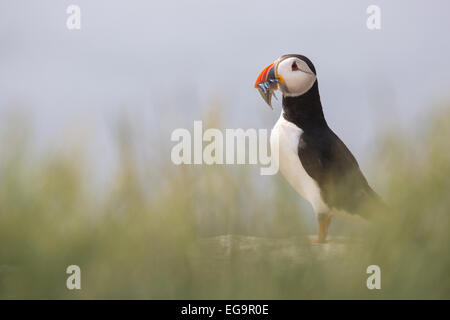 Papageitaucher. Farne Islands, Northumberland UK Stockfoto