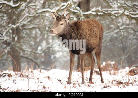 Rotwild-Hirsch im Schnee in Richmond Park, London Stockfoto