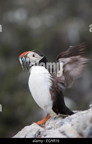 Papageitaucher mit Saneels in Rechnung. Farne Islands, Northumberland Stockfoto