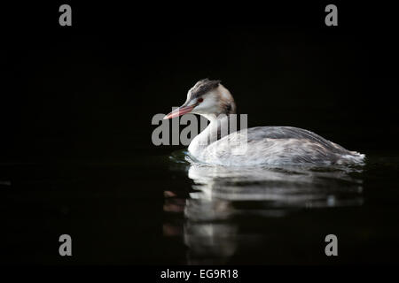 Great crested Grebe, London Hyde Park Stockfoto