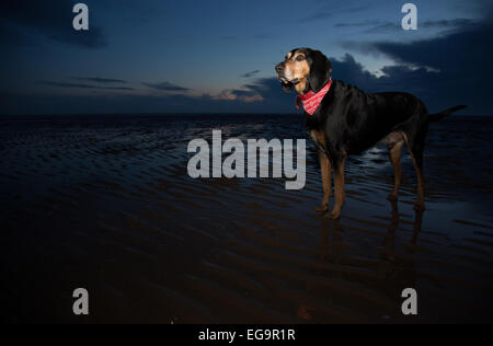 Schwarz und tan Hundeartige Hund am Strand in Blackpool, Großbritannien. Stockfoto