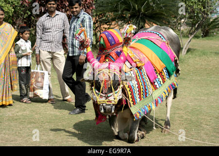 Musiker Show eingerichtet Bull Gangireddu Fähigkeiten während Sankranti pongal hinduistische Festivals am Januar 14,2014 in in Hyderabad, Indien. Stockfoto