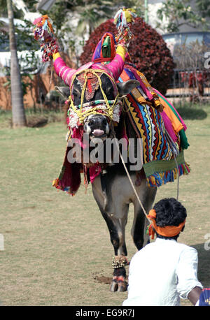 Musiker Show eingerichtet Bull Gangireddu Fähigkeiten während Sankranti pongal hinduistische Festivals am Januar 14,2014 in in Hyderabad, Indien. Stockfoto