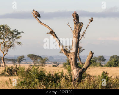 Weißrückenspecht Geier (abgeschottet Africanus) und Ohrengeier-faced Vulture (Torgos Tracheliotus) sitzt auf einem abgestorbenen Baum, Ishasha, Königin Eliz Stockfoto