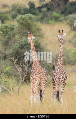 Rothschild Giraffen (Giraffa Plancius Rothschild), Murchinson Falls National Park, Uganda Stockfoto