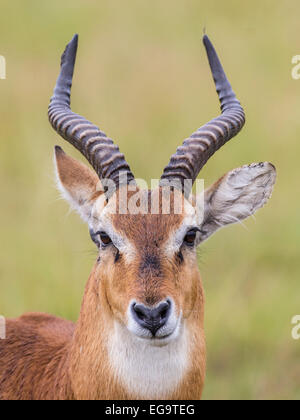 Uganda-Kob (Kobus Kob Thomasi), Queen Elizabeth National Park, Uganda Stockfoto