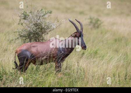 Topi (Damaliscus Korrigum), Ishasha, Queen Elizabeth National Park, Uganda Stockfoto