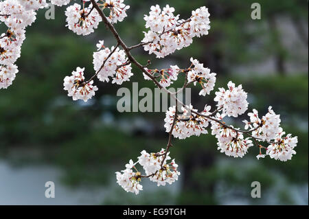 Ein Zweig der weißen Kirschblüte im frühen Frühjahr zwischen den vielen Zen-buddhistischen Tempeln in Nanzen-JI, Kyoto, Japan Stockfoto