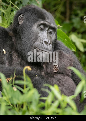 Berggorillas der Nkuringo Gruppe (Gorilla Beringei Beringei), Bwindi Impenetrable Forest National Park, Uganda Stockfoto