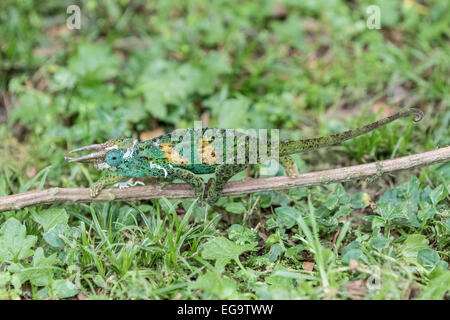 Männliche Jackson Chamäleon (Trioceros Jacksonii), Bwindi Impenetrable Forest National Park, Uganda Stockfoto