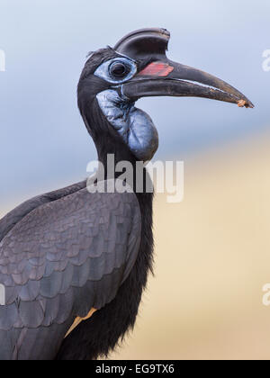 Weibliche Abessinier Hornrabe (Bucorvus Abyssinicus), Murchinson Falls National Park, Uganda Stockfoto