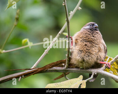 Gesprenkelte Mousebird (Colius Striatus), Lake Bunyonyi, Uganda Stockfoto