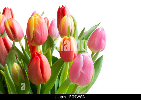 Bunte Tulpen isoliert auf weiss. Strauß Tulpen in rot, gelb, Rosa mit Stengel und Blätter in grün, isoliert auf weiss. Stockfoto