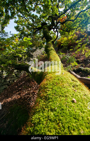 Moos bedeckte Bäume im Peak District, Derbyshire England UK Stockfoto
