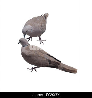 Zwei Eurasian Collared Doves (Streptopelia Decaocto) anschließen. Isoliert auf weiss. Stockfoto