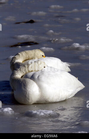 Paar von Singschwänen schlafend auf dem eisigen Wasser Japan Stockfoto