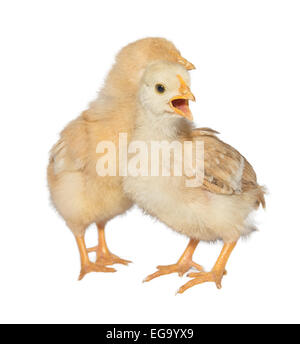 Huhn isoliert auf weißem Hintergrund Stockfoto