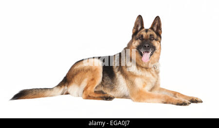 ein Deutscher Schäferhund liegend vor weißem Hintergrund Stockfoto