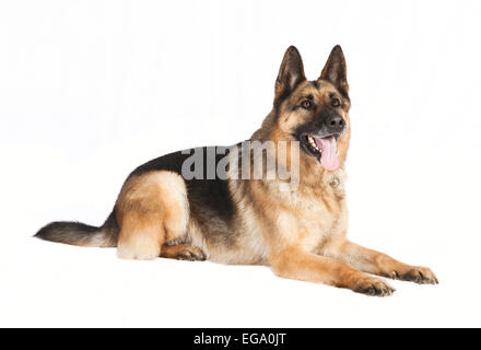 ein Deutscher Schäferhund liegend vor weißem Hintergrund Stockfoto