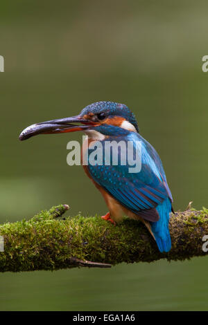 Eisvogel / eurasischen Eisvogel (Alcedo Atthis) weibliche thront auf Zweig mit Fisch im Schnabel Stockfoto