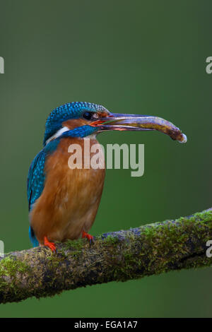 Eisvogel / eurasischen Eisvogel (Alcedo Atthis) thront auf Zweig mit Fisch im Schnabel Stockfoto