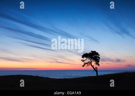 Kiefer (Pinus Sylvestris), einsamer Baum entlang der Küste Silhouette gegen Sonnenaufgang über dem Meer Stockfoto