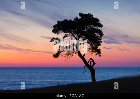 Kiefer (Pinus Sylvestris), einsamer Baum entlang der Küste Silhouette gegen Sonnenaufgang über dem Meer Stockfoto