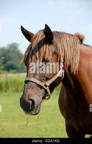 Braune Clydesdale Pferdekopf Stockfoto